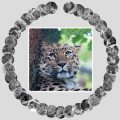 AMUR LEOPARD IMAGE GALLERY WITH CSS VARS