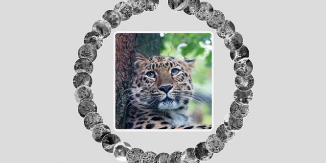 AMUR LEOPARD IMAGE GALLERY WITH CSS VARS