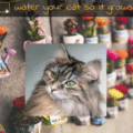 IMAGE TRANSITION: WATER YOUR CAT